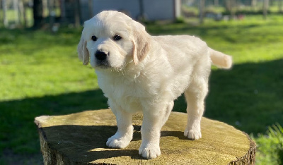 Von Bebourgwald - Golden Retriever - Portée née le 13/02/2023